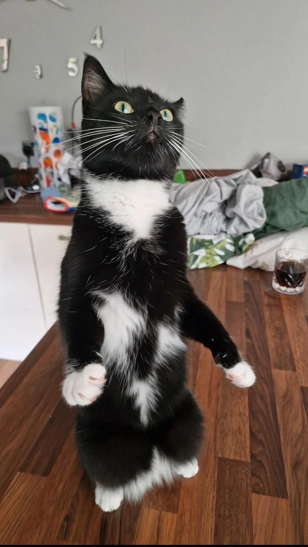 a white-black cat stands on the table