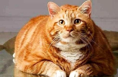 b113246725377872176731A