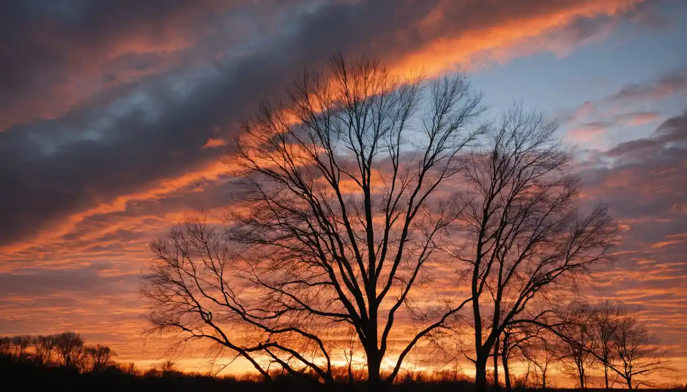 Serene sunset sky with silhouetted trees on the horizon