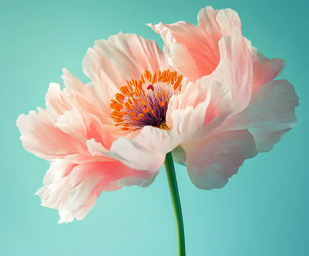Surreal close up flower in minimal studio background