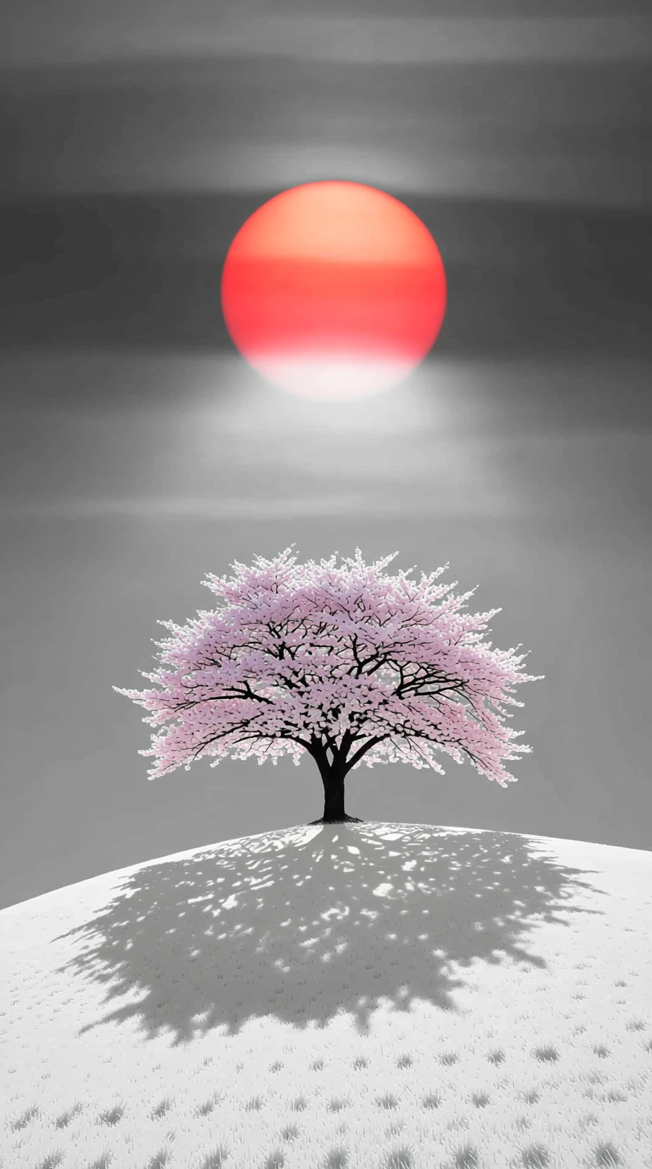 Ciliegio in fiore solitario su una collina bianca sotto il sole rosso