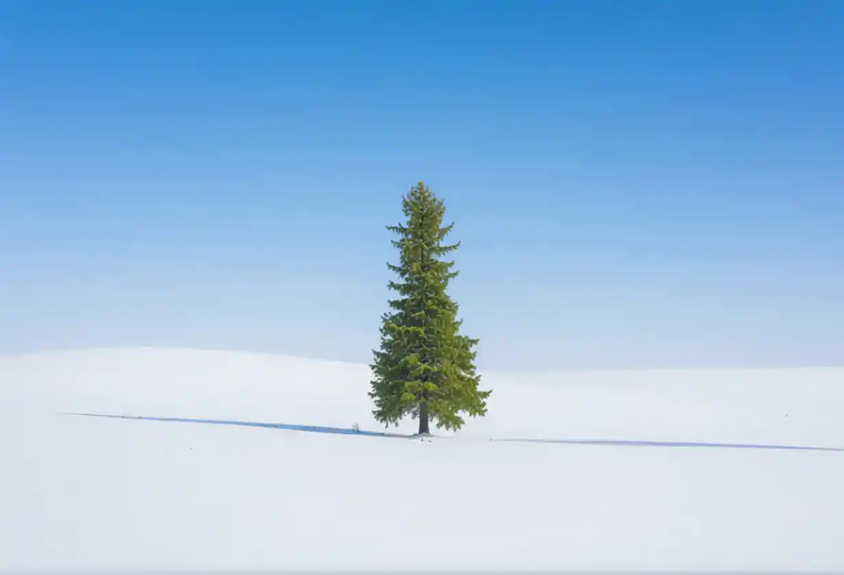 Green tree against a clearer blue sky outdoors