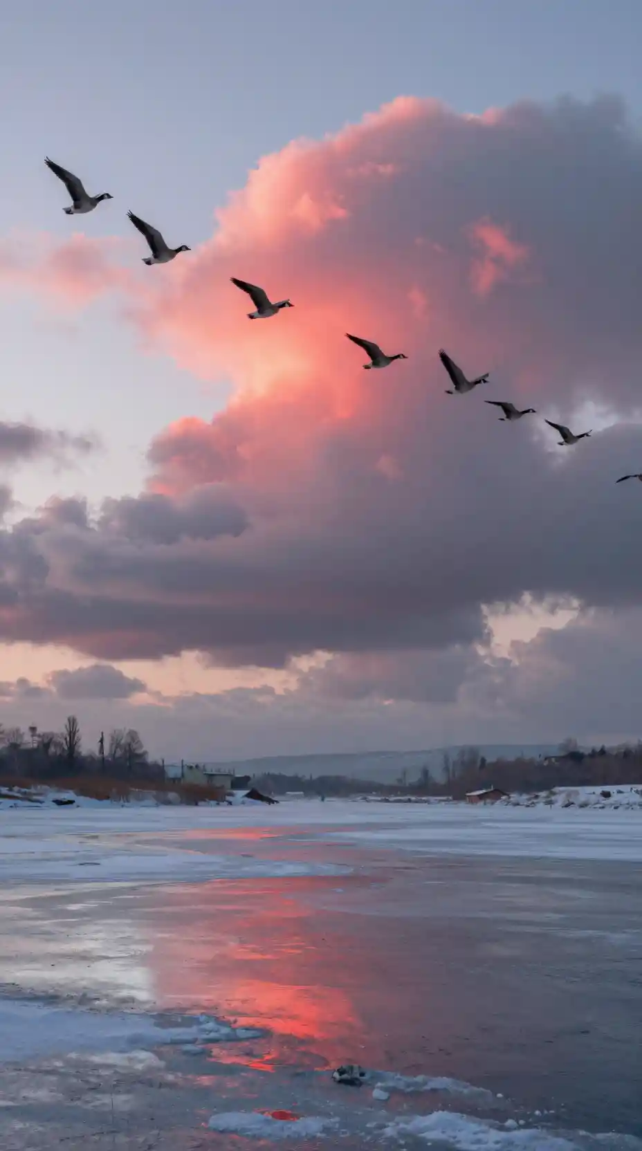 Gänse in Formation über irisierenden Sonnenaufgangswolken