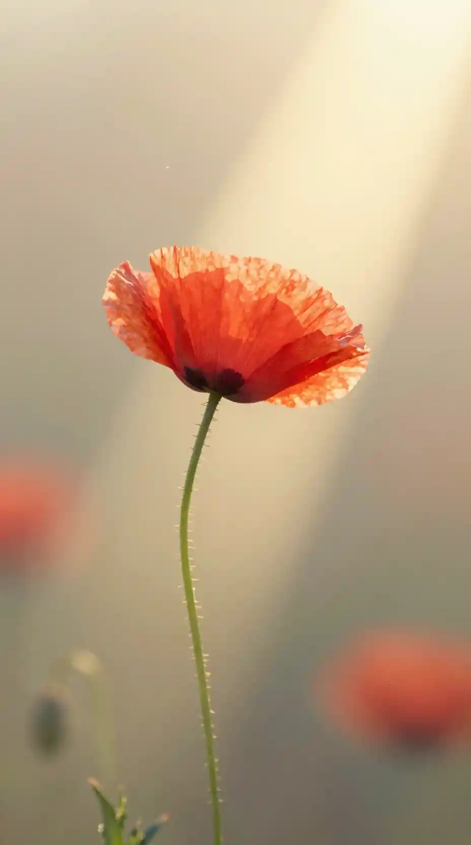 Solitary red poppy glowing in a single sunbeam
