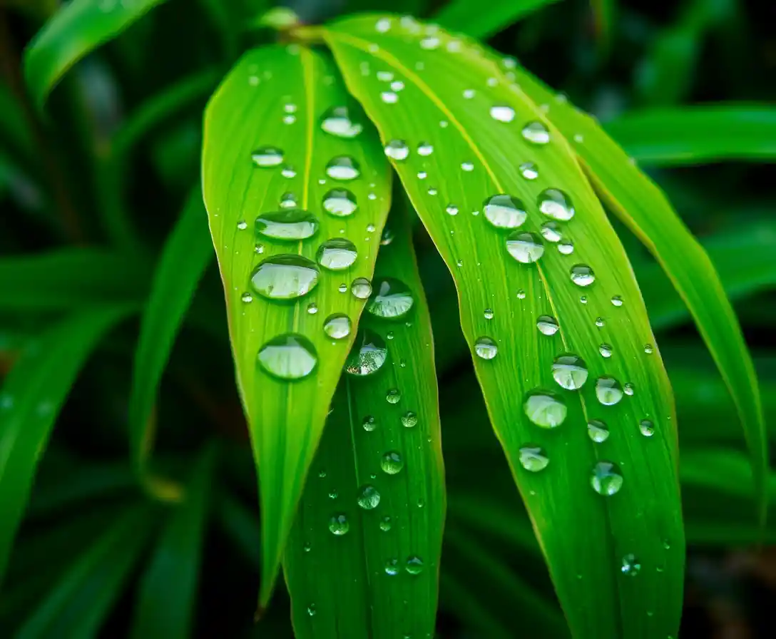 Gotas de agua sobre hojas verdes frescas a la suave luz del jardín