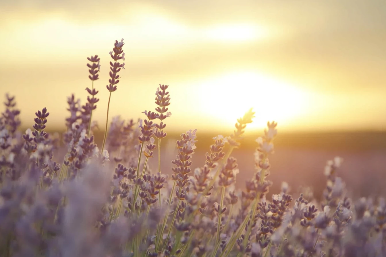 Campo de lavanda que se mece suavemente bajo la cálida puesta de sol