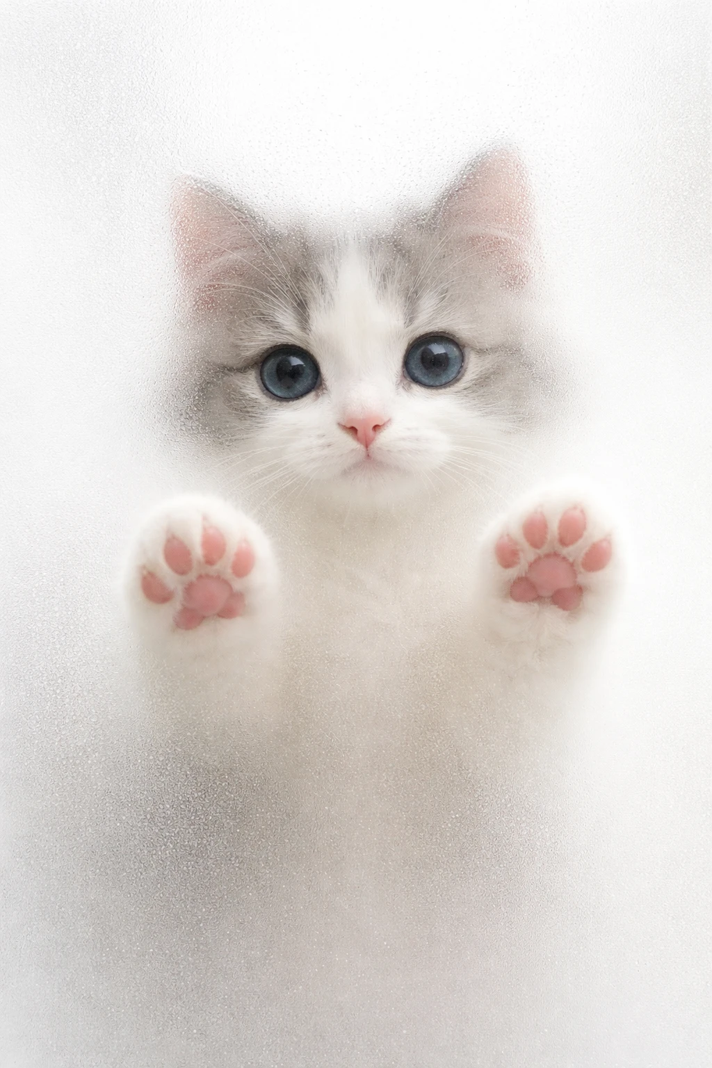 Cara de un lindo gato de ojos azules detrás de una ventana de vidrio esmerilado
