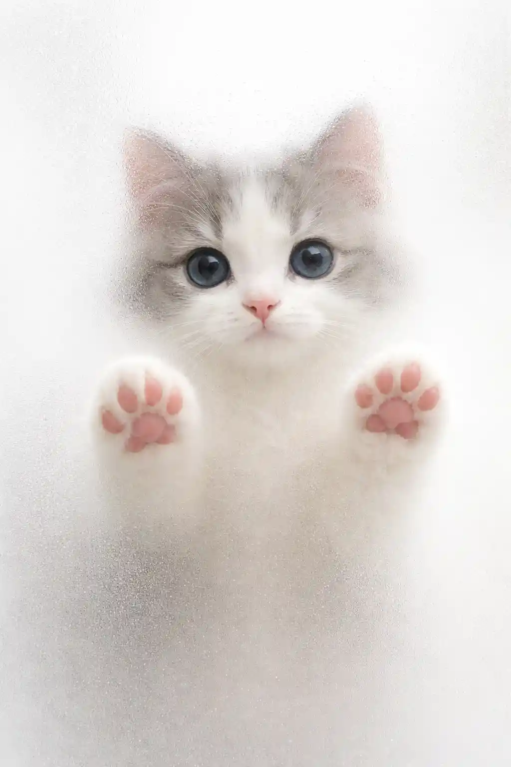 Cara de un lindo gato de ojos azules detrás de una ventana de vidrio esmerilado