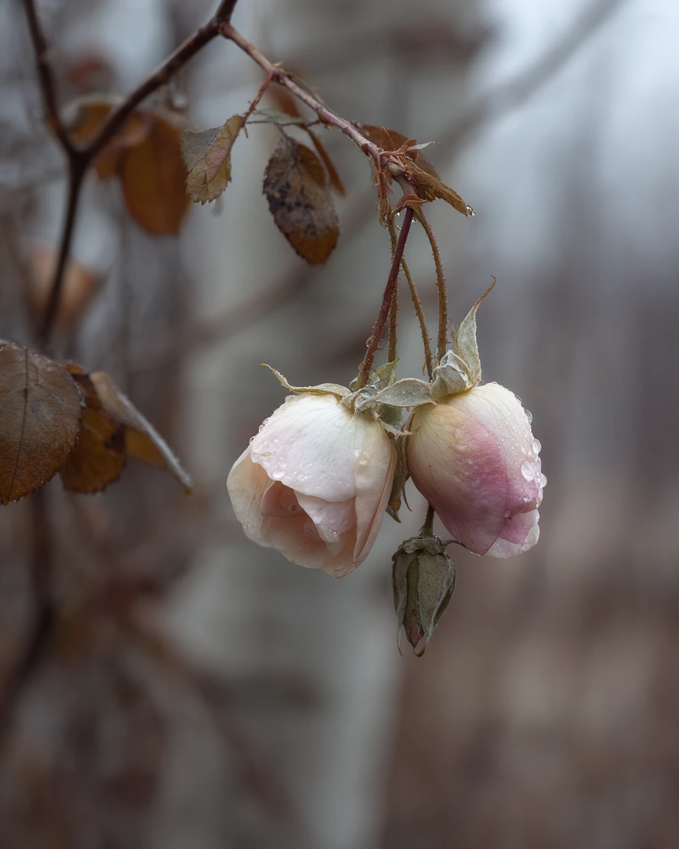 Rose invernali rosa in fiore in un giardino silenzioso