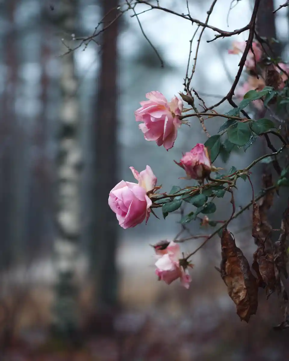 Pink winter roses blooming in a quiet garden