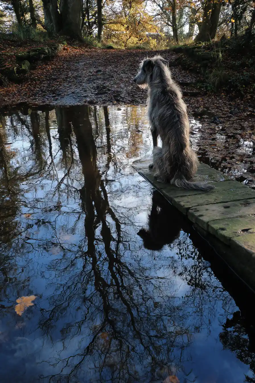 Wolfhound watching its reflection from a decaying wooden bridge