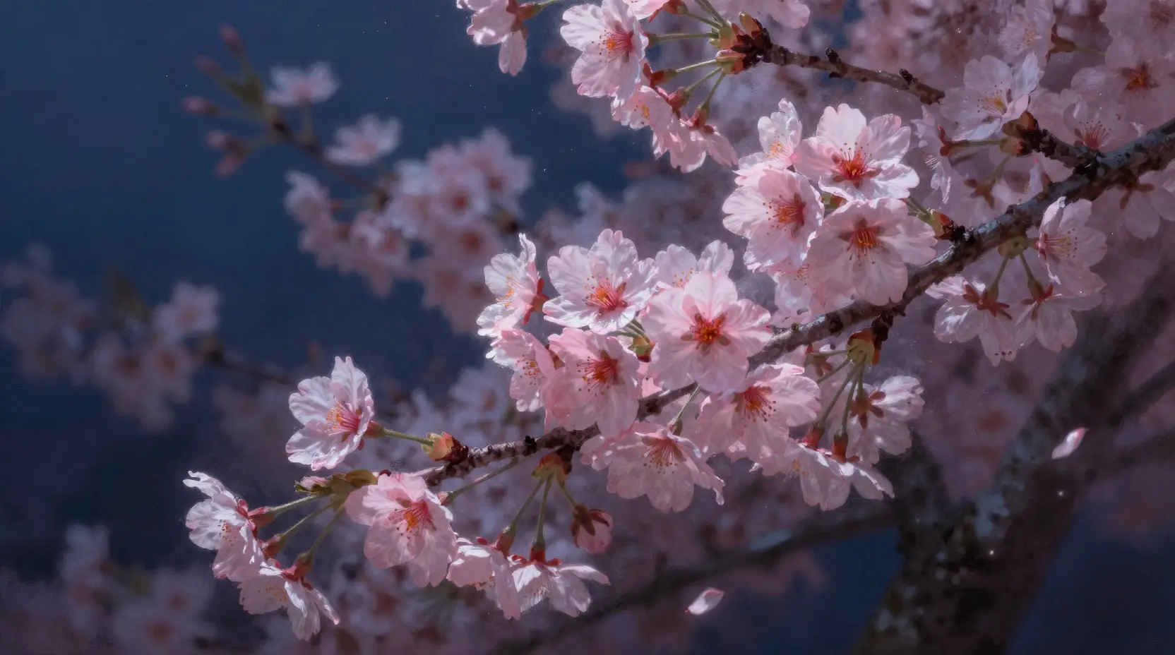 Cherry blossoms against a deep starry night sky