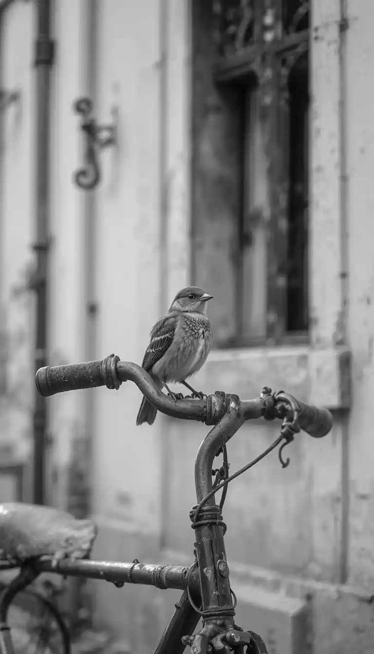 Songbird on vintage bicycle in black and white street scene
