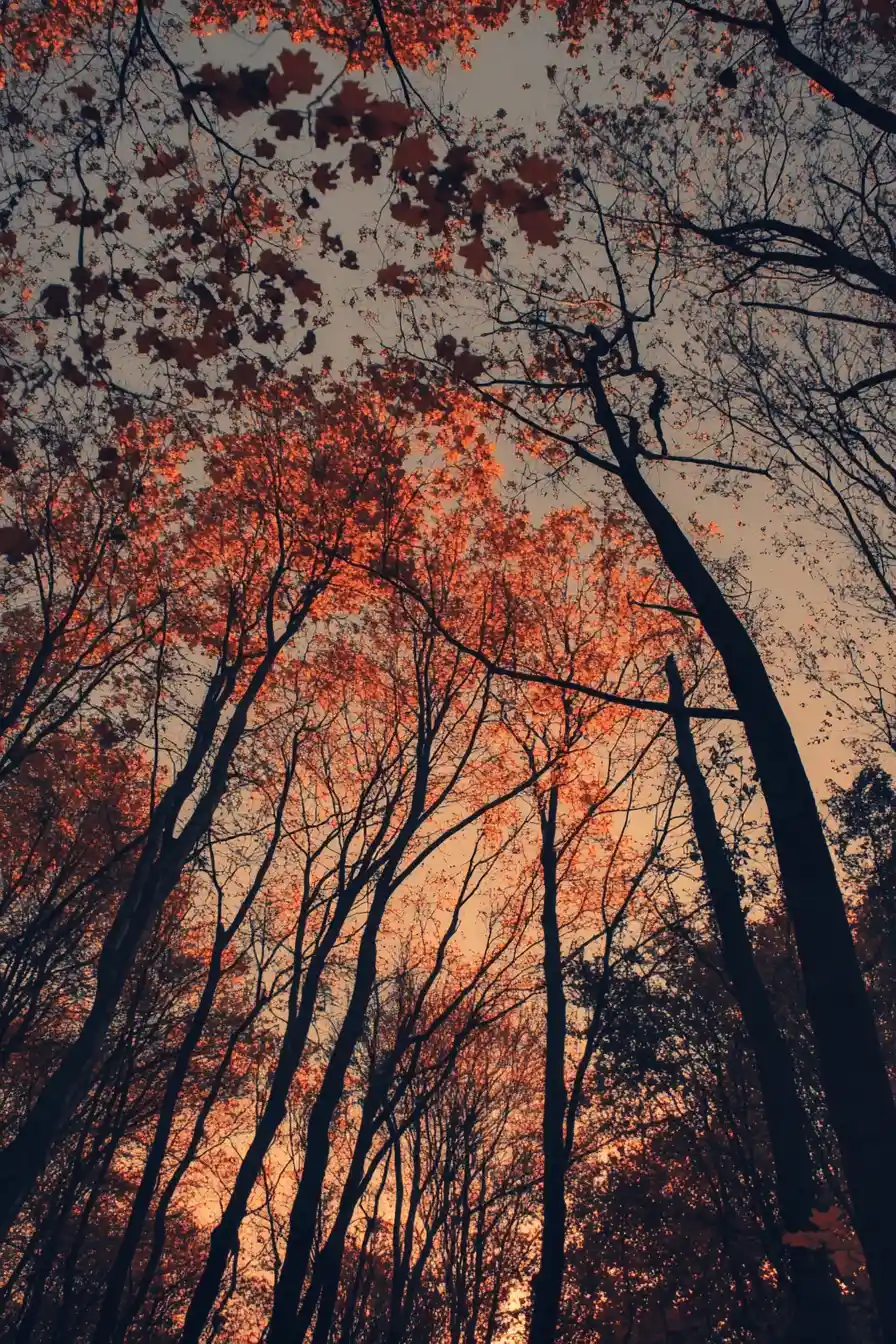 Herbstbäume in brennendem Orange entlang eines fernen Horizonts