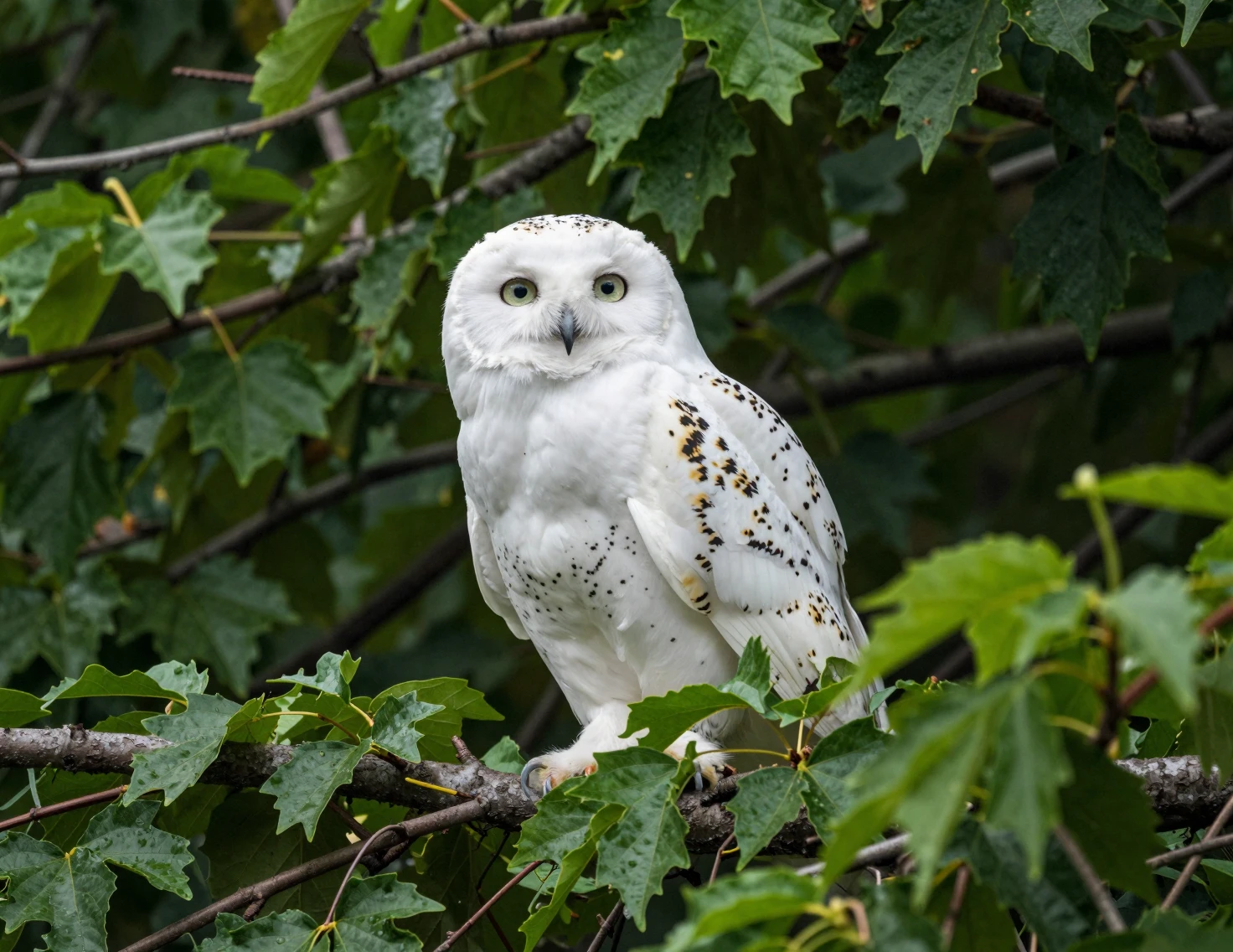 White owl perched in lush green foliage at a dutch angle