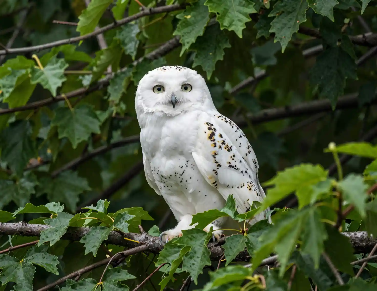 White owl perched in lush green foliage at a dutch angle