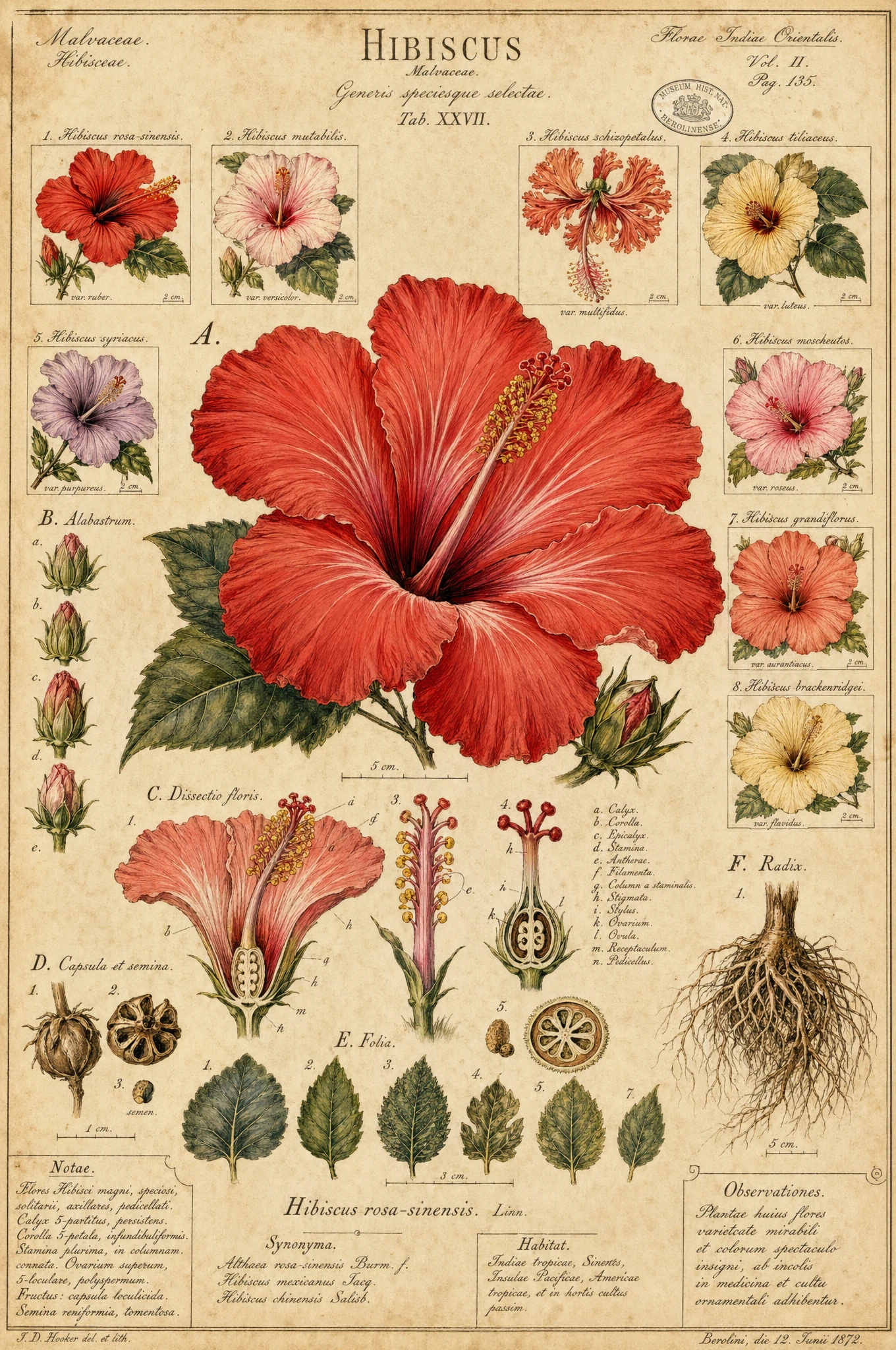 Colorful Scientific Botanical Illustration Of Hibiscus Flower