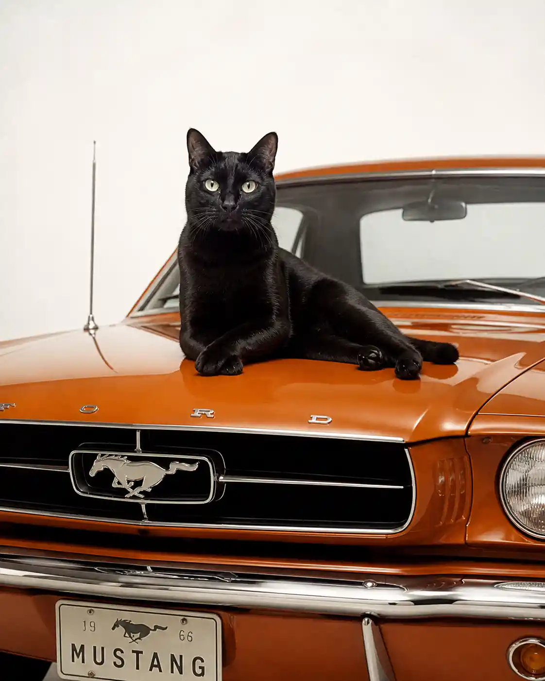Elegant black cat on classic orange ford mustang hood