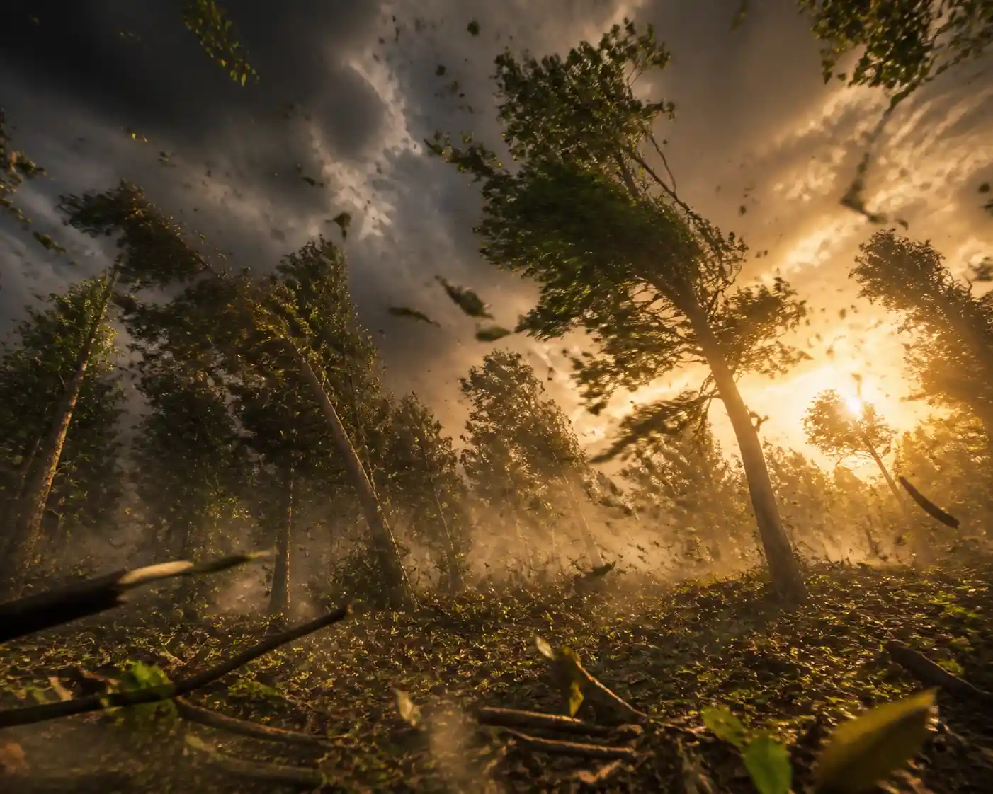 Forest floor storm scene at golden hour sunlight