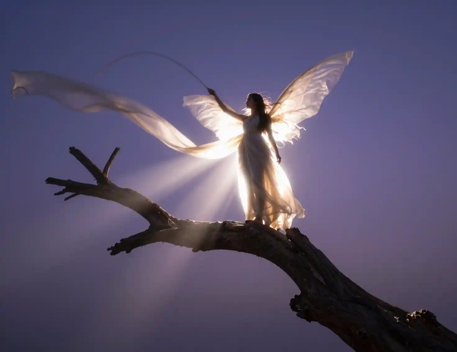Fairy woman on twisted tree branch in violet twilight