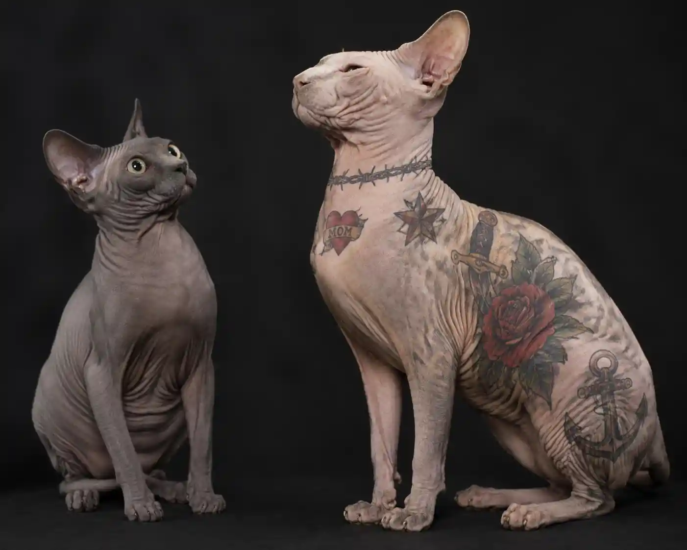 Hairless sphynx cats with bold traditional tattoos