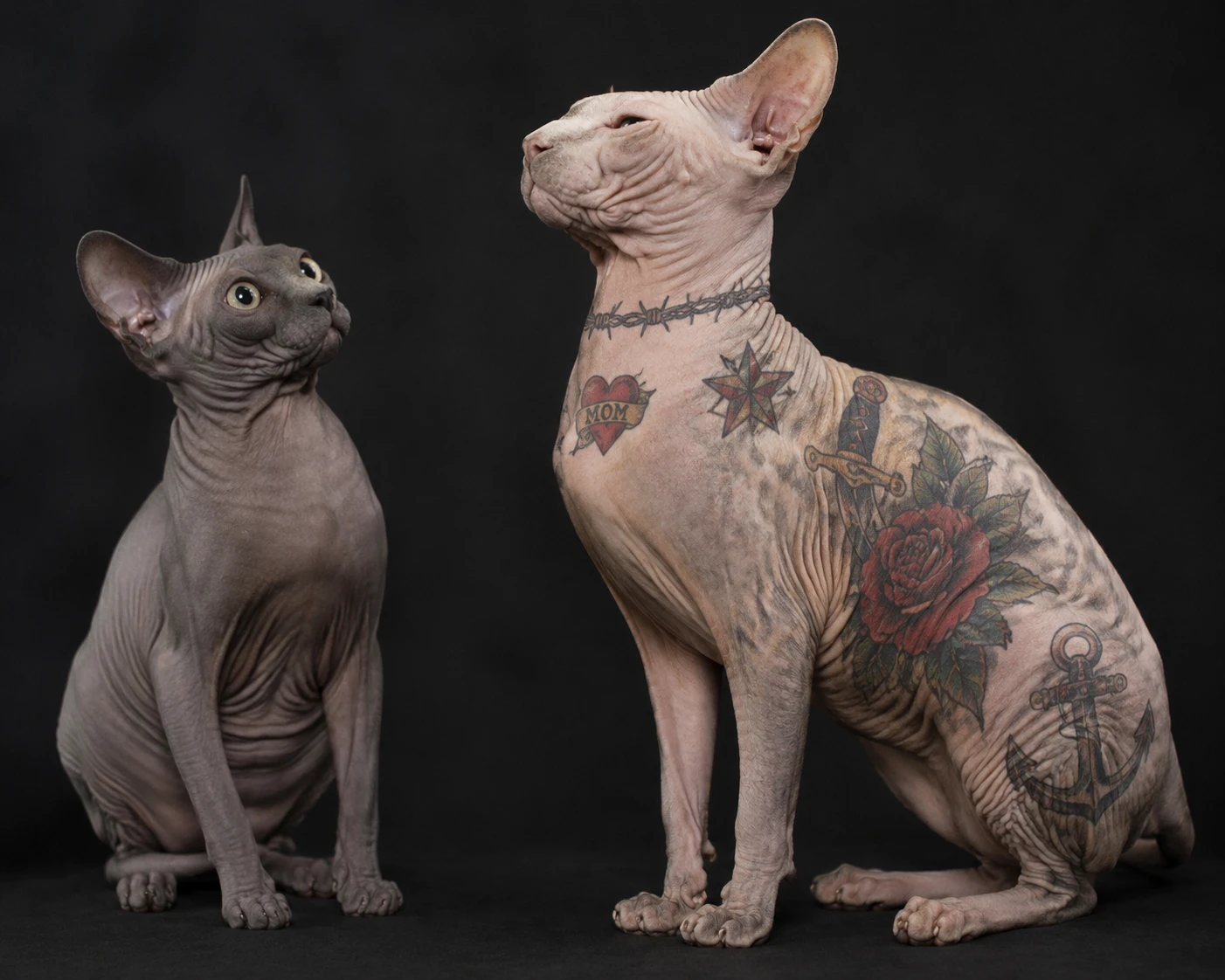 Hairless sphynx cats with bold traditional tattoos