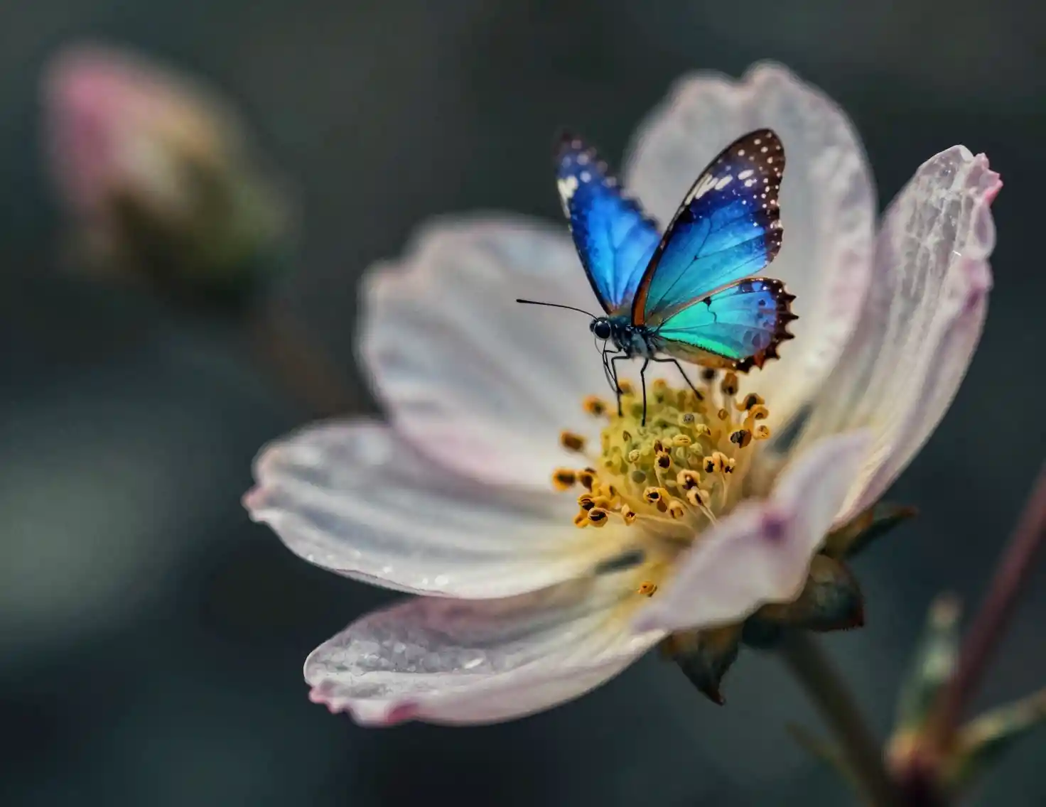 Blue fairy resting inside a blooming flower with bokeh