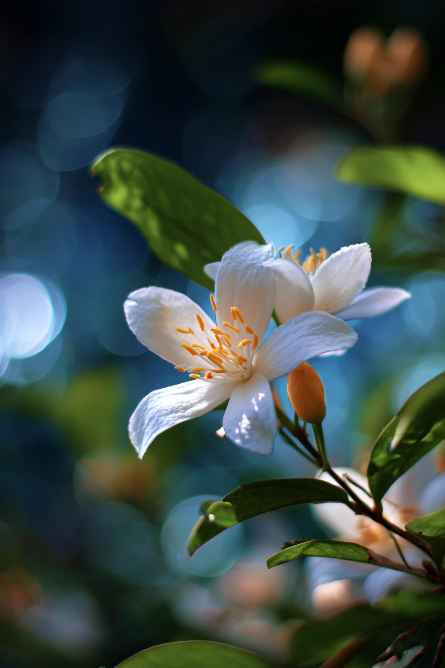 Single flower glowing warmly in bright summer sunlight