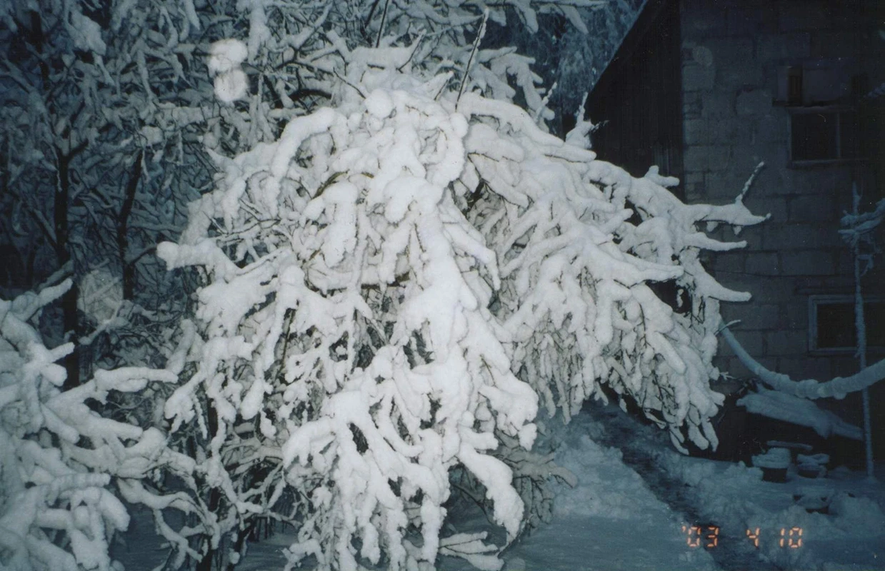 Snow covered tree before a rustic stone building in winter