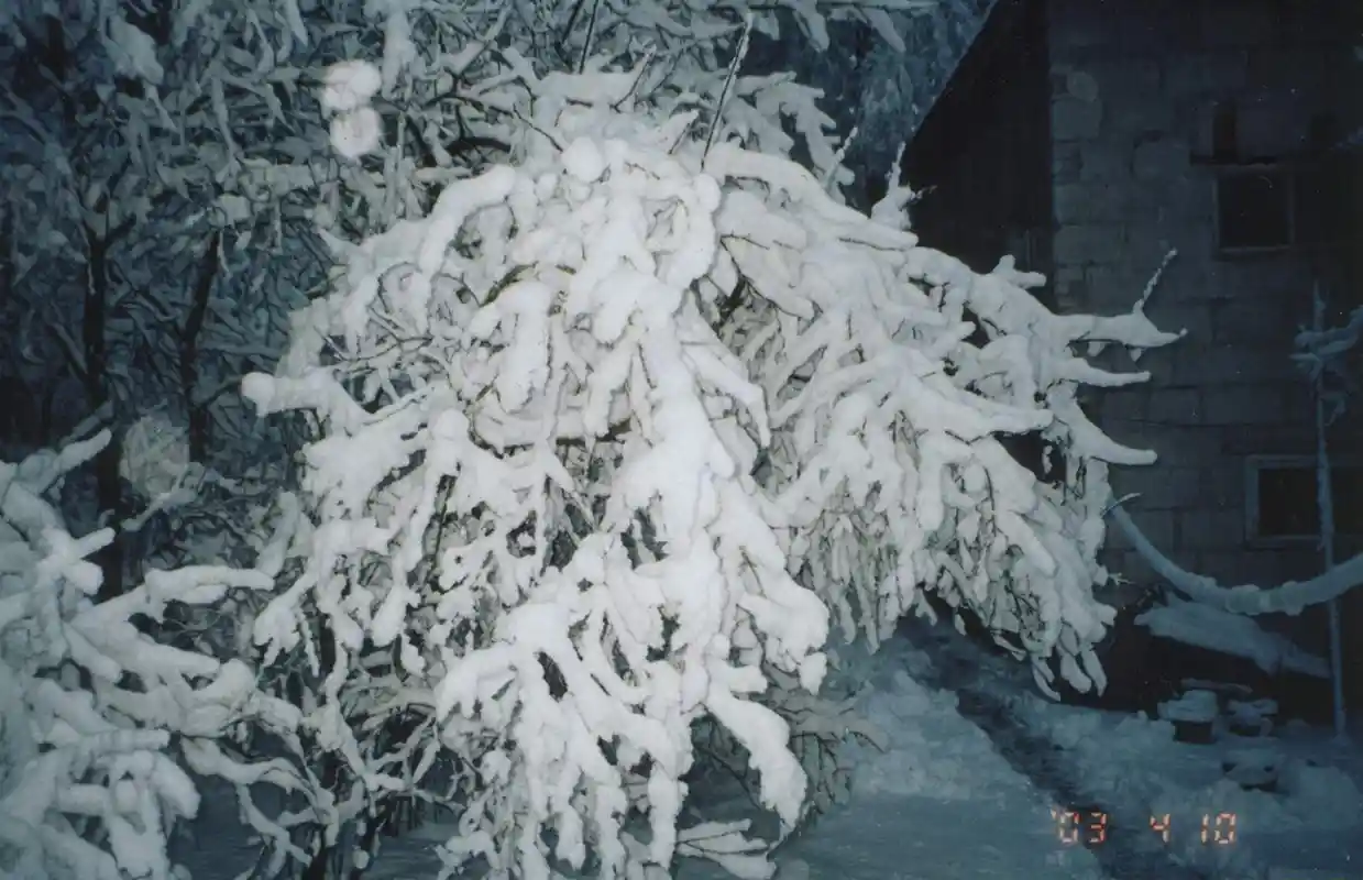 Snow covered tree before a rustic stone building in winter