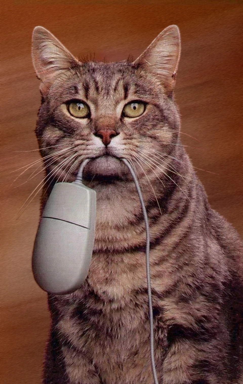 Tabby cat portrait holding a computer mouse in mouth