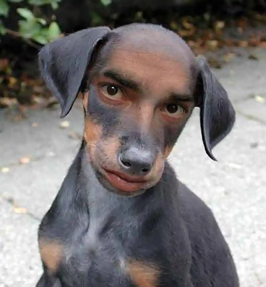 Surreal small dog with a human face in a garden