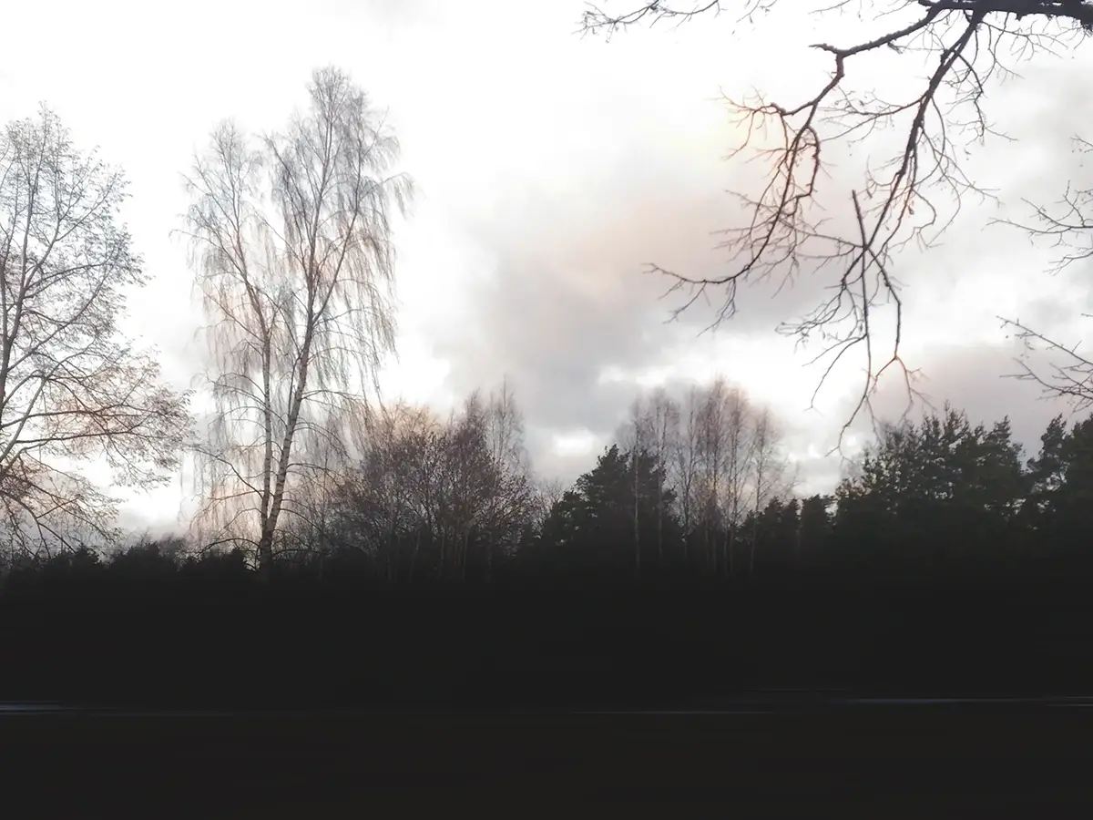 Serene forest silhouette under soft sunrise cloudscape