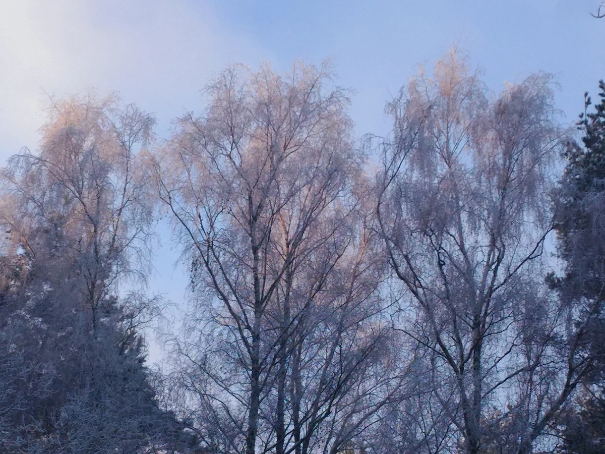Frost covered birch trees under a clear blue sky