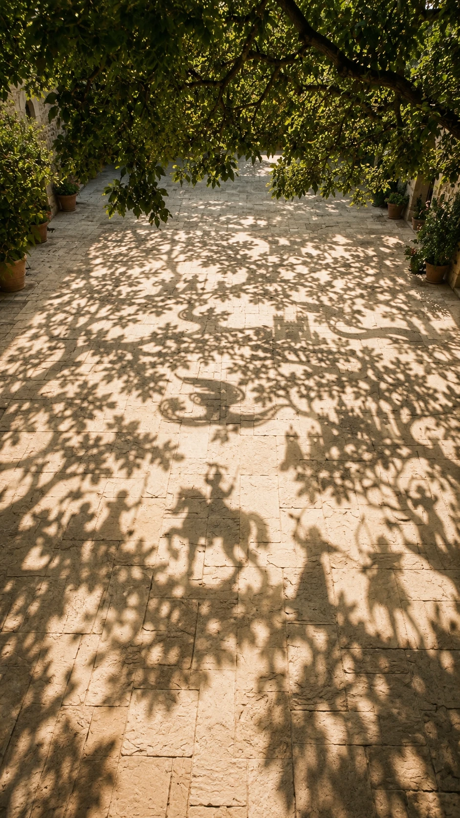 Sunlit tree shadows drifting across warm sandstone ground