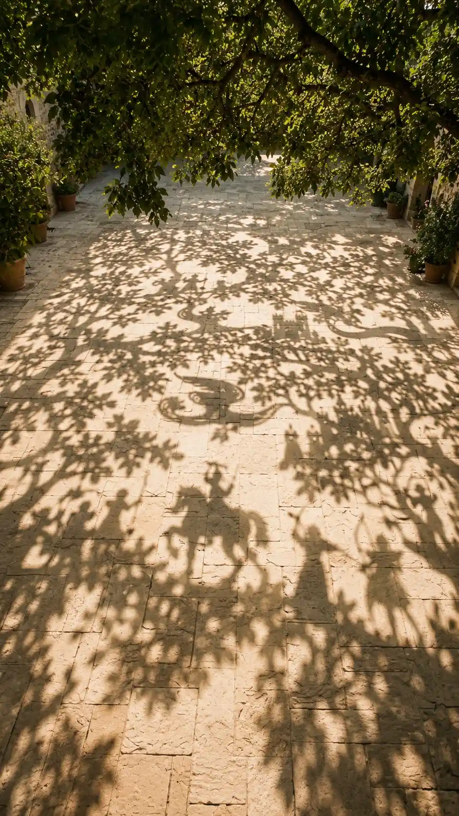 Sunlit tree shadows drifting across warm sandstone ground