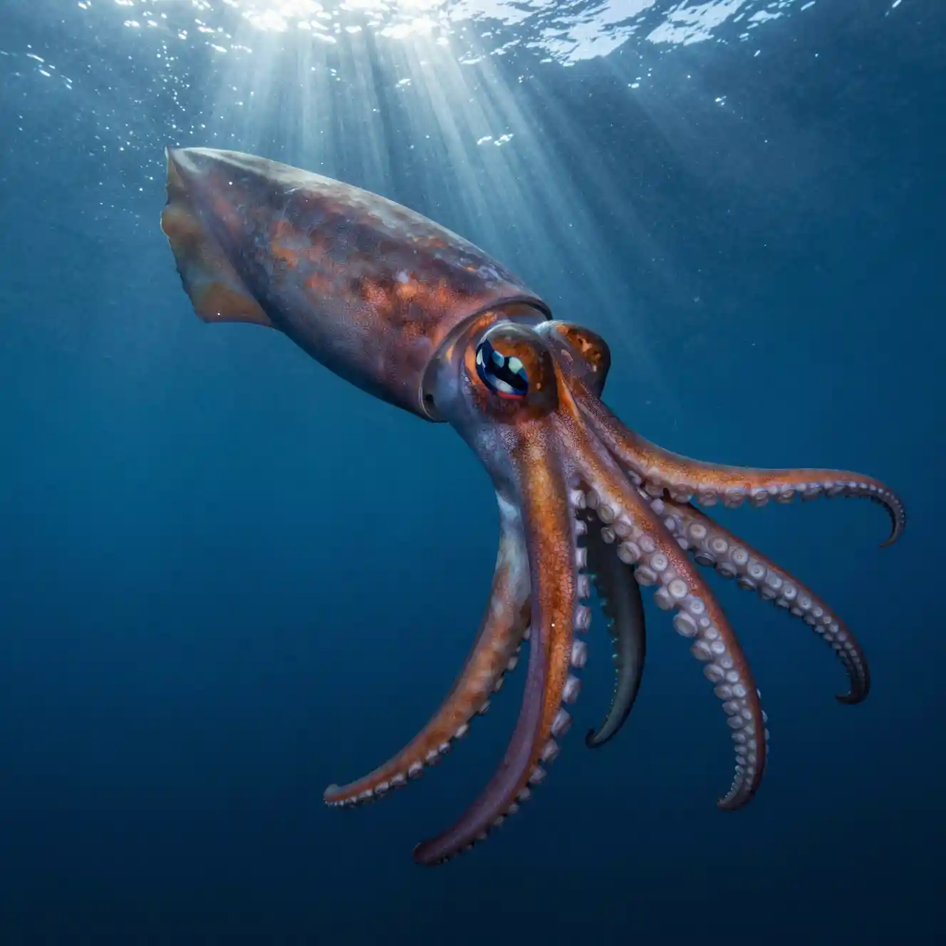 Giant squid rising from the ocean depths in sunlight