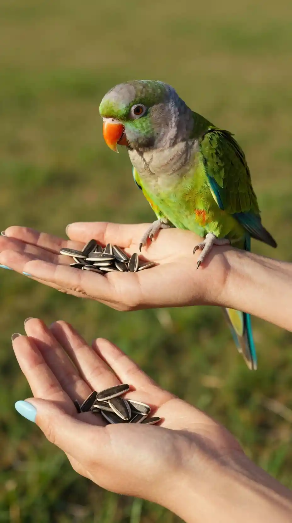 Green parrot eating seeds from a womans outstretched hand