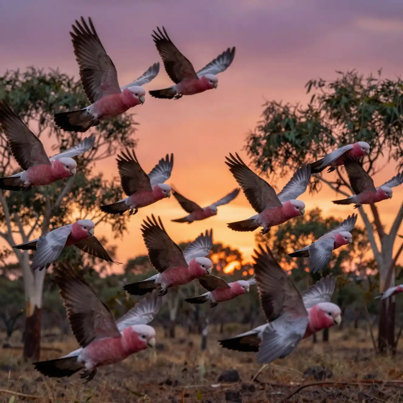 Cockatoos flying over eucalyptus forest at twilight