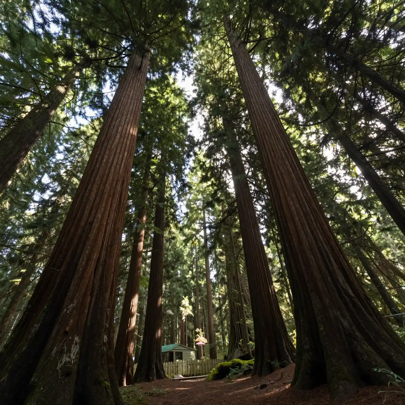 Looking straight up into tall redwood trees in a forest