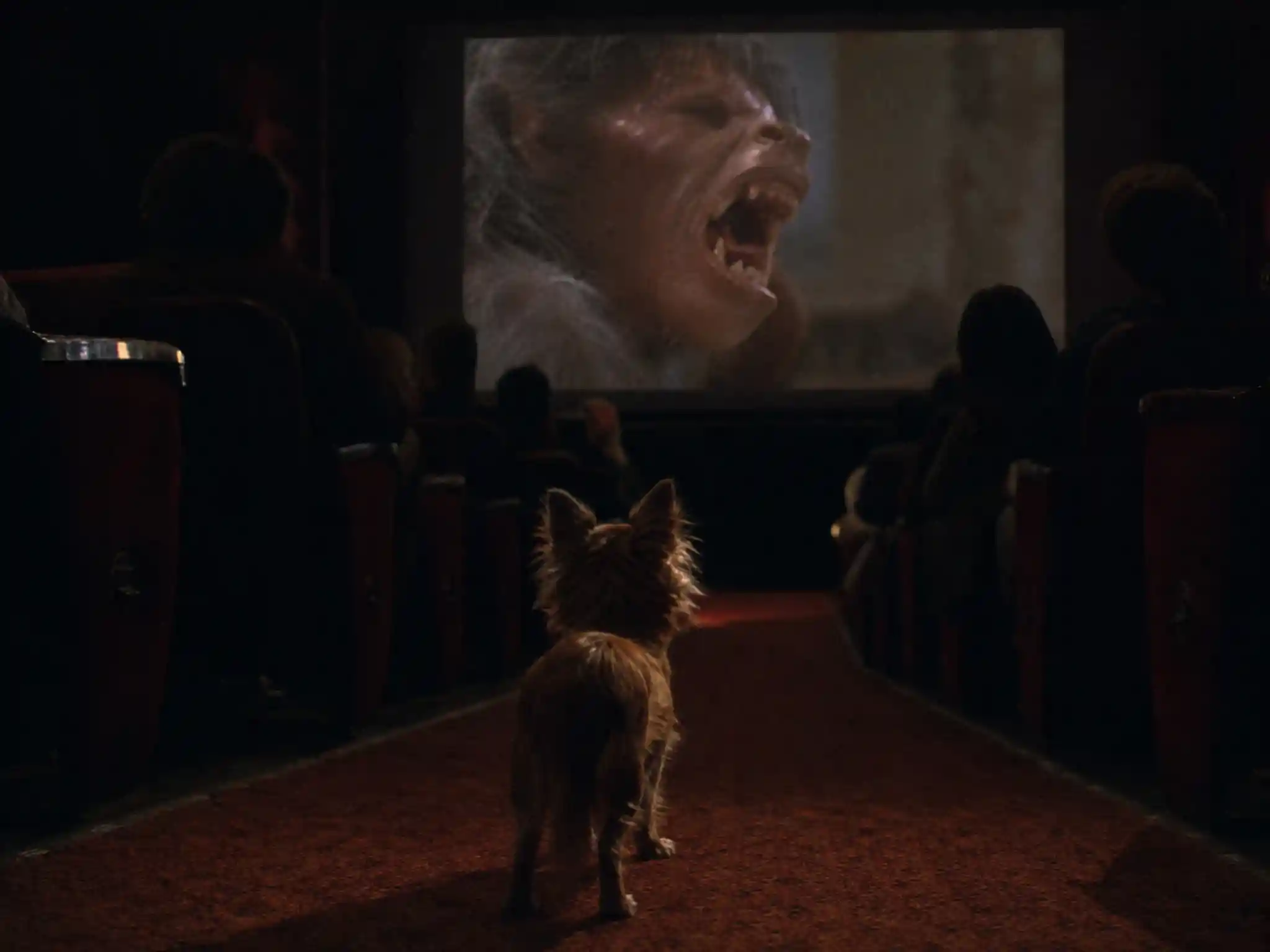 Fluffy chihuahua watching a horror scene in a dark cinema