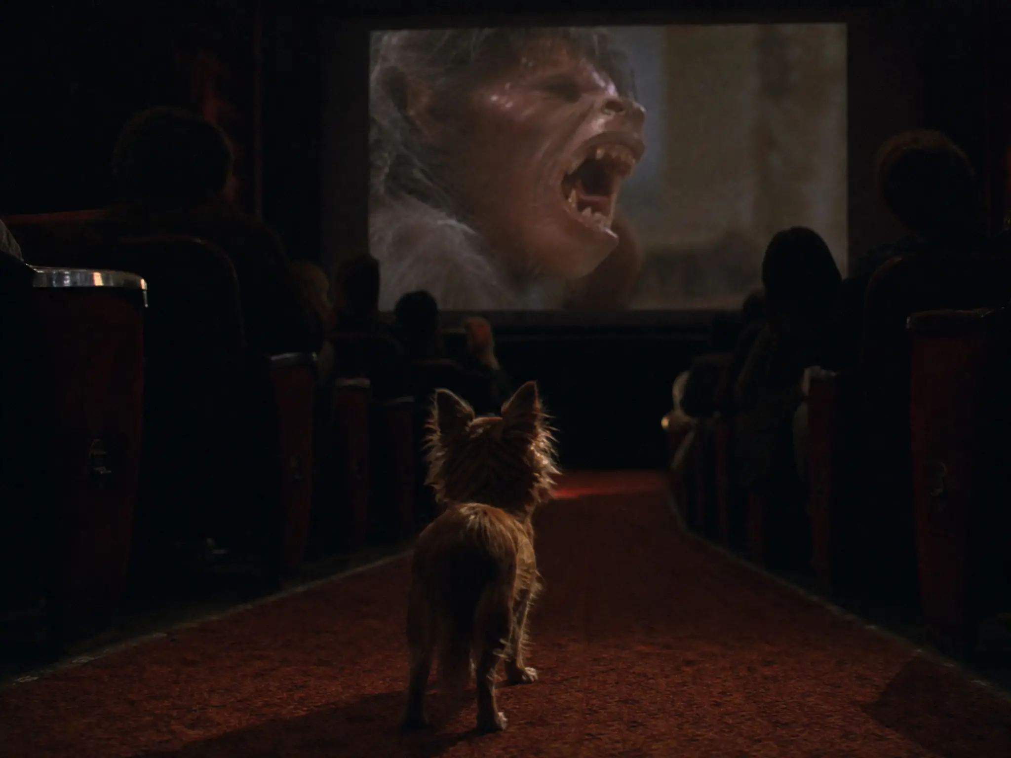 Flauschiger Chihuahua, der in einem dunklen Kino eine Horrorszene anschaut
