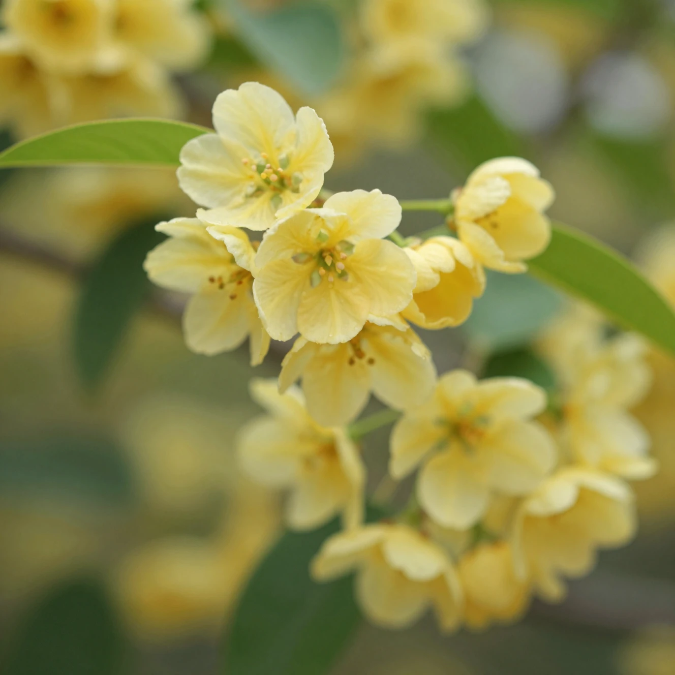 Close up yellow blossoms in soft natural outdoor light