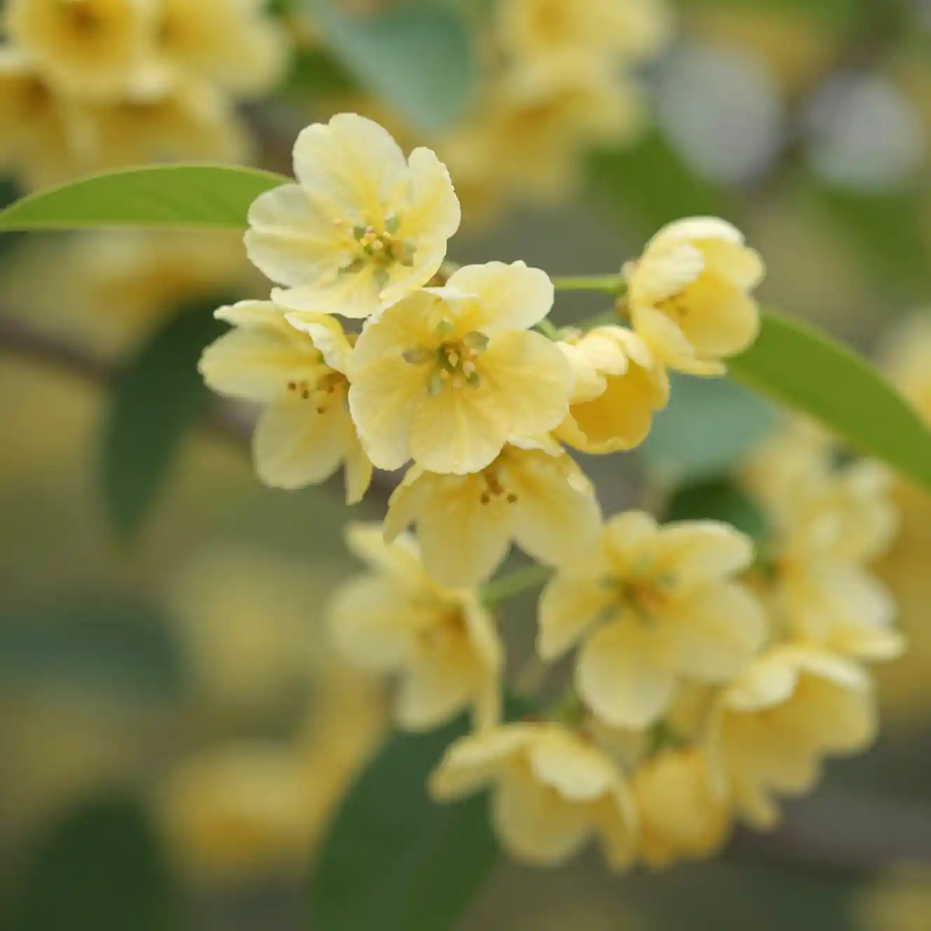 Close up yellow blossoms in soft natural outdoor light