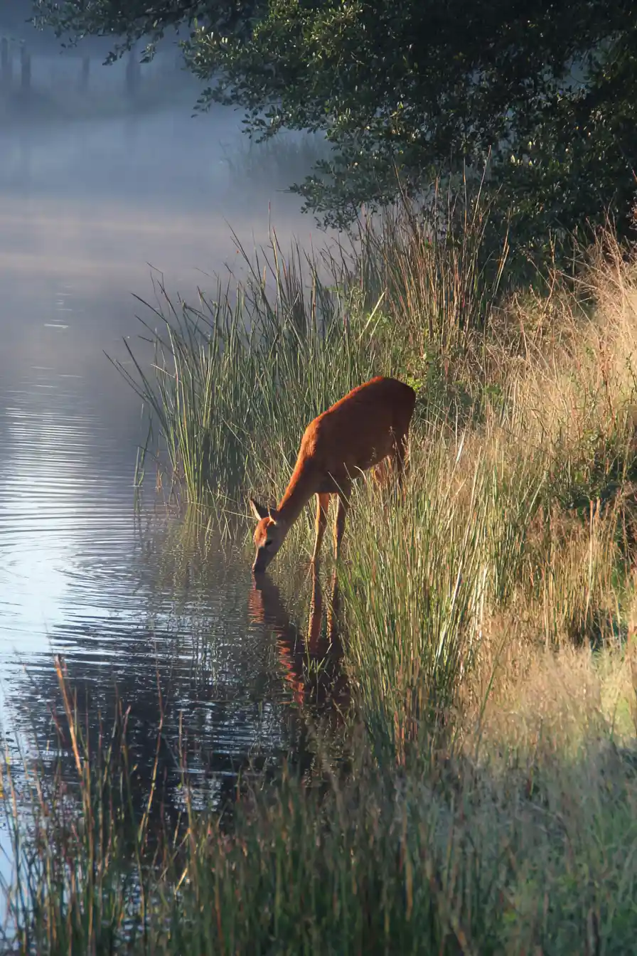 Small red doe drinking beside a misty lakeside