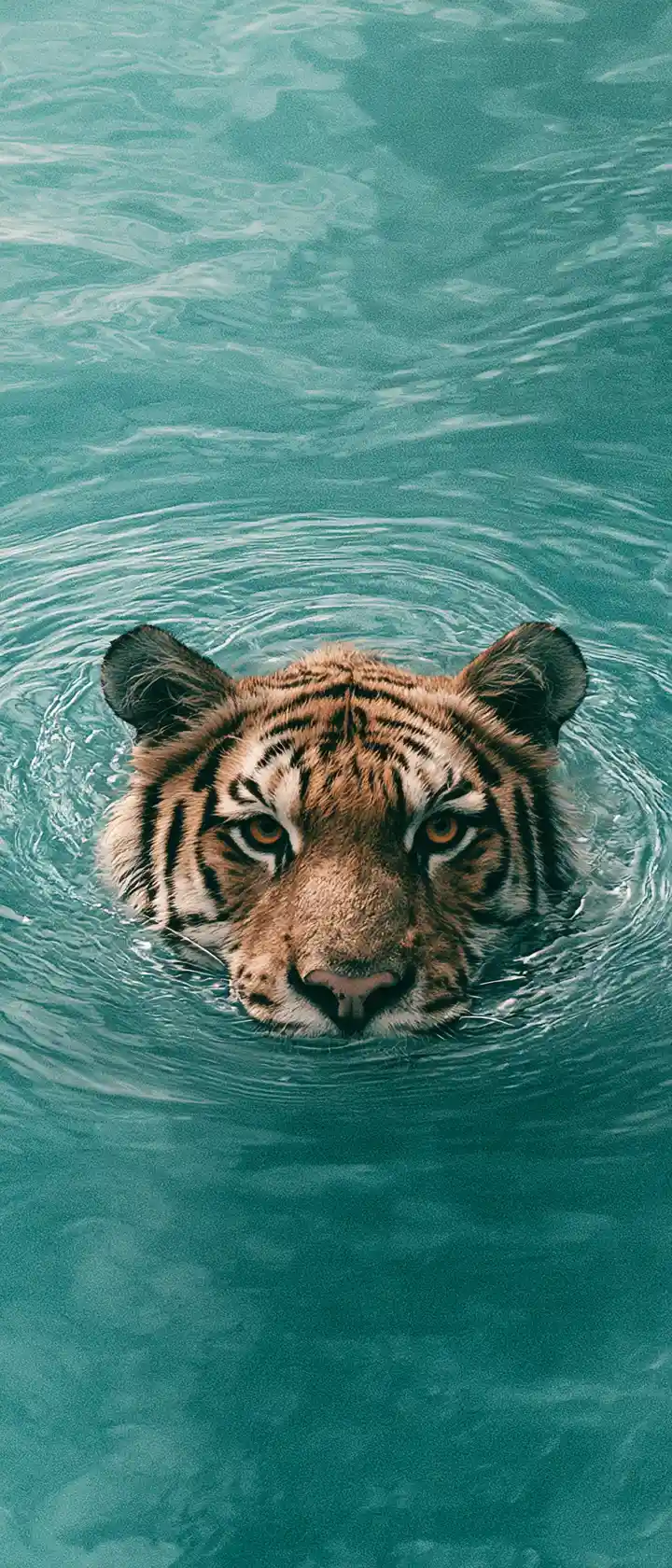 Testa di tigre che emerge dalla calma superficie di un lago turchese