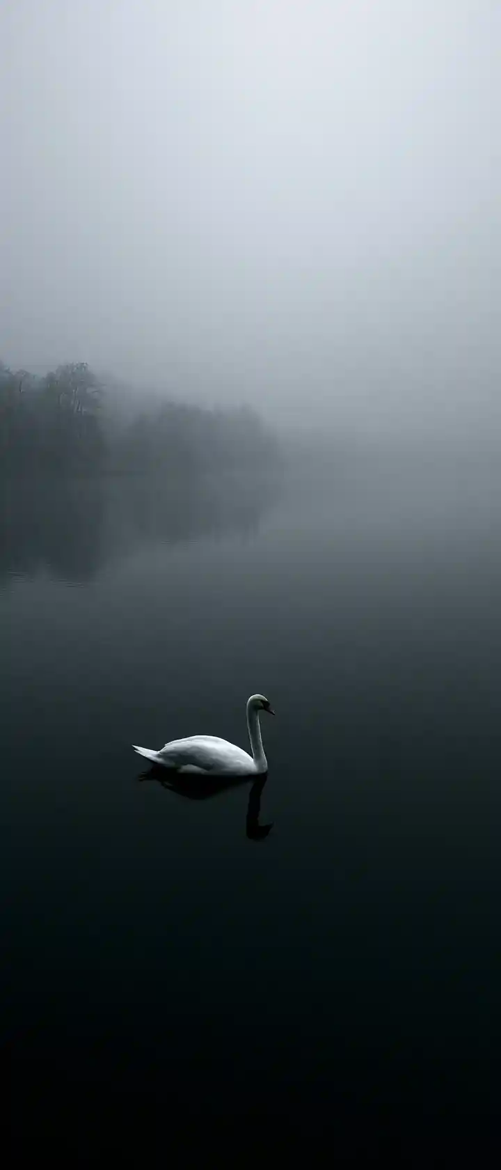 Cigno bianco che scivola su un lago scuro, nebbioso e riflettente