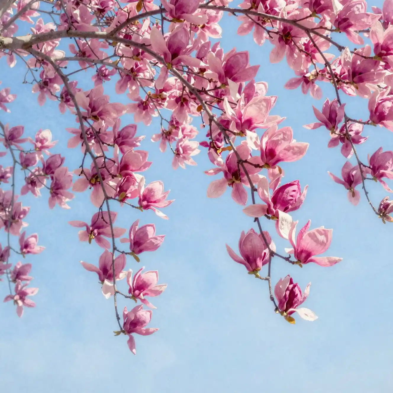 Ramas de magnolia en flor contra un cielo azul brillante