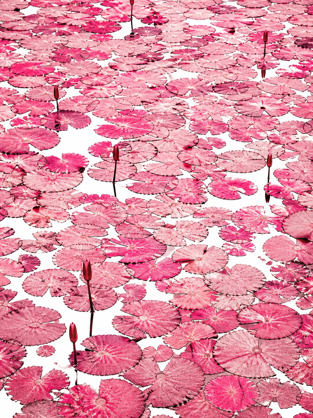 Vista dall’alto di ninfee rosa sulla superficie bianca di uno stagno