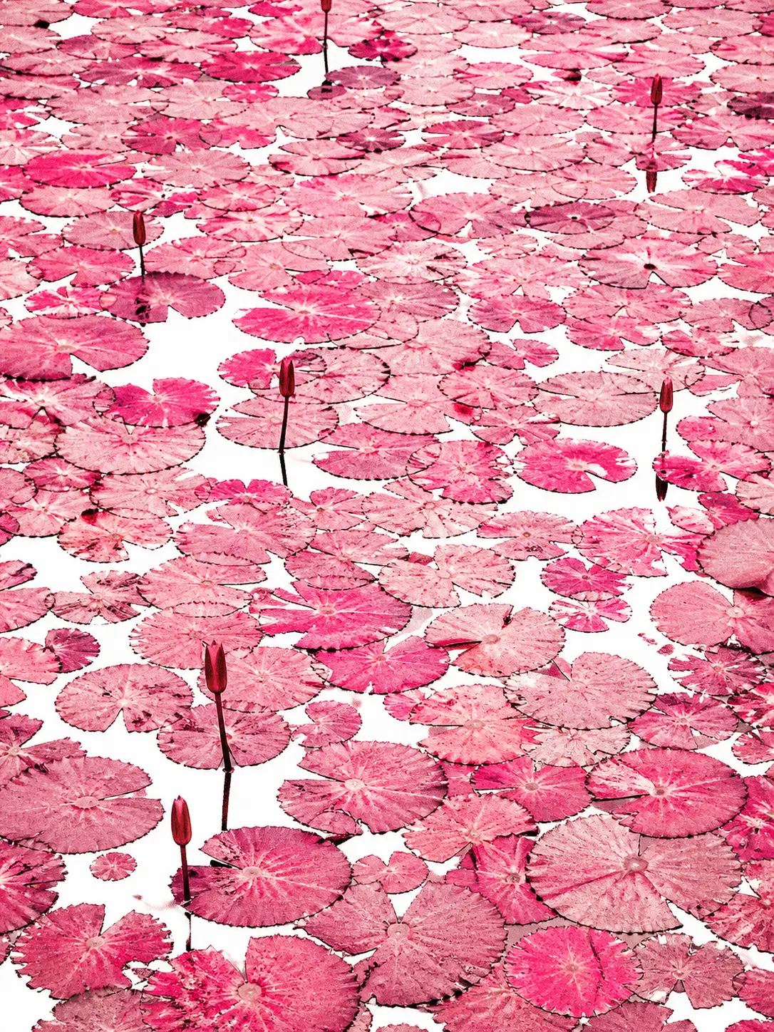 Overhead View Of Pink Lily Pads On A White Pond Surface